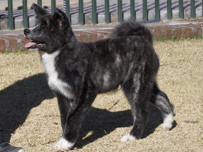 Tora