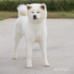 Saory Wataky Kensha