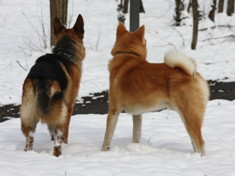 Akita y pastor