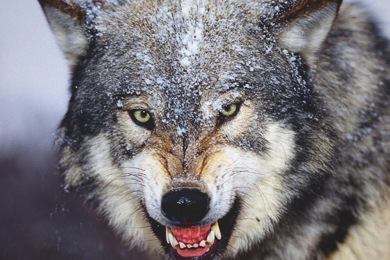 que-come-lobo